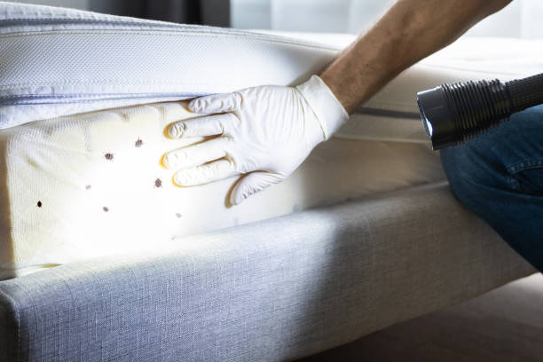 Best Ant Control Services  in Audubon Park, NJ