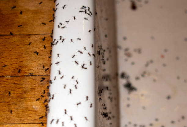 Best Insect Control  in Audubon Park, NJ